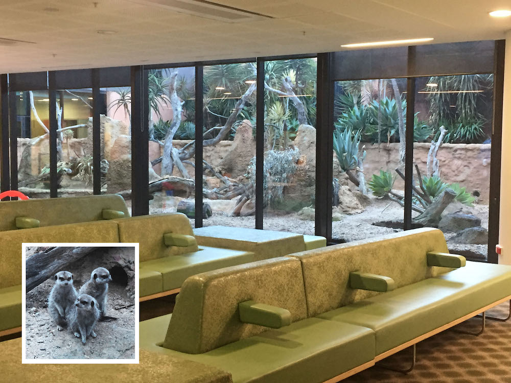 Figure 4: The meerkats enclosure, Specialist Clinics waiting room with meerkats inset. This is a collaboration between RCH and the Melbourne Zoo. - McLaughlan
