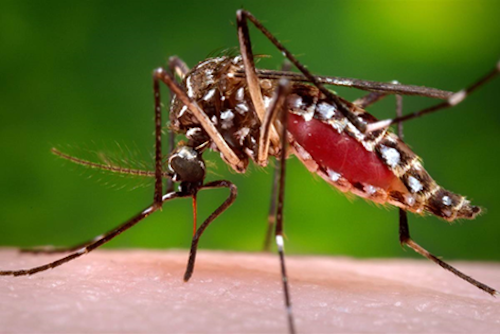 Figure 1: The yellow fever mosquito Aedes aegypti - Centers for Disease Control and Prevention
